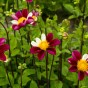 Dahlia Smarty (1 Bulb)