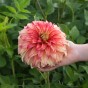 Dahlia Lady Darlene (2 Bulbs)