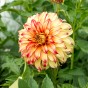 Dahlia Lady Darlene (2 Bulbs)