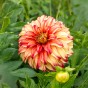 Dahlia Lady Darlene (2 Bulbs)