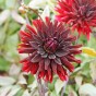 Dahlia Black Jack (1 Bulb)