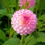 Dahlia Arbatax (1 Bulb)