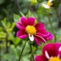 Dahlia Smarty (1 Bulb)