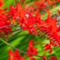 Crocosmia lucifer (15 Bulbs)