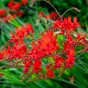 Crocosmia lucifer (15 Bulbs)
