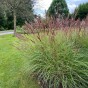 Miscanthus Sinensis Red Chief (1 Bulb)