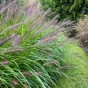 Pennisetum Alopecuroides Hameln (1 Bulb)