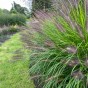 Pennisetum Alopecuroides Hameln (1 Bulb)