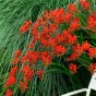 Crocosmia lucifer (15 Bulbs)
