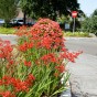 Crocosmia lucifer (15 Bulbs)