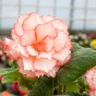 Begonia Picotee White/Red (4 Bulbs)
