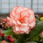 Begonia Picotee White/Red (4 Bulbs)
