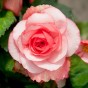Begonia Picotee White/Red (4 Bulbs)