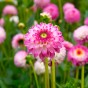 Dahlia Pink Isa (1 Bulb)