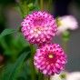 Dahlia Pink Isa (1 Bulb)