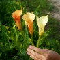 Calla Cameo (2 Bulbs)