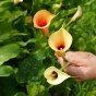 Calla Cameo (2 Bulbs)