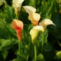 Calla Cameo (2 Bulbs)