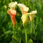 Calla Cameo (2 Bulbs)