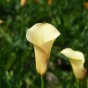 Calla Cameo (2 Bulbs)