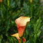 Calla Cameo (2 Bulbs)