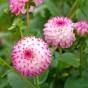 Dahlia Pink Isa (1 Bulb)