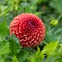 Dahlia Pompon Copper Boy (1 Bulb)