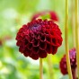Dahlia Pompon Natal (1 Bulb)