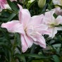 Lilium Lotus Queen (2 Bulbs)