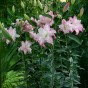 Lilium Lotus Queen (2 Bulbs)