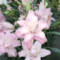 Lilium Lotus Queen (2 Bulbs)