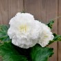 Begonia dinnerplate ruffled white (2 Bulbs)