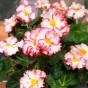 Begonia crispa marginata white-red (2 Bulbs)