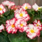 Begonia crispa marginata white-red (2 Bulbs)