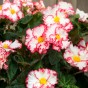 Begonia crispa marginata white-red (2 Bulbs)