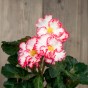 Begonia crispa marginata white-red (2 Bulbs)