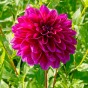Dahlia Decorative Le Baron (1 Bulb)