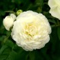 Ranunculus white (12 Bulbs)