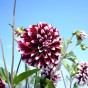 Dahlia Decorative Edinburgh (1 Bulb)