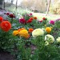 Ranunculus Mix (10 Bulbs)