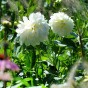 Dahlia Pompon Snowflake (1 Bulb)