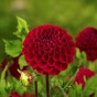 Dahlia Pompon Viking (1 Bulb)