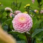 Dahlia Wizard Of Oz (1 Bulb)