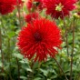Dahlia Crispa Apache (1 Bulb)