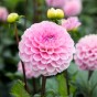 Dahlia Wizard Of Oz (1 Bulb)