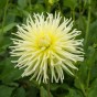 Dahlia Cactus Yellow Star (1 Bulb)