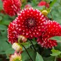 Dahlia Park Little Tiger (1 Bulb)