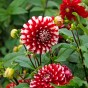 Dahlia Park Little Tiger (1 Bulb)