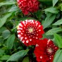 Dahlia Park Little Tiger (1 Bulb)