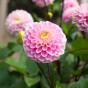 Dahlia Wizard Of Oz (1 Bulb)